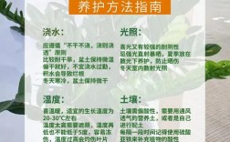 金钱树植物怎么养殖技术