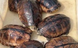 2025年金钱龟苗价格会涨还是跌？