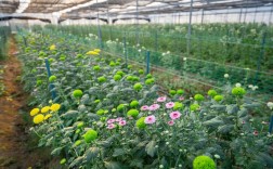 大棚种植菊花选什么品种好？