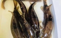 哪些鱼类适合野生淡水养殖？