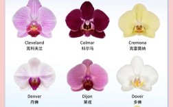 蝴蝶兰花品种到底有多少？