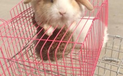 哪些肉兔品种适合散养？