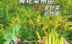 黄花菜的种植技术视频