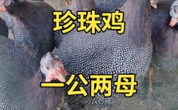 珍珠鸡养殖技术和习性