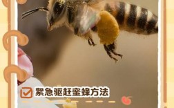 夏季蜜蜂如何复壮技术