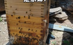 意蜂密和中蜂密，价格差多少？