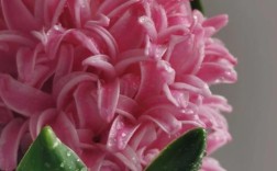 粉红色风信子是哪个品种？