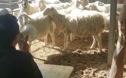 绵羊养殖技术经验视频