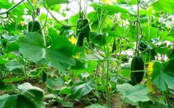 夏季冬瓜种植技术视频有哪些关键点？