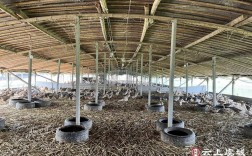 蛋鸭生态网床圈养技术