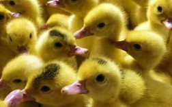 2025湖南番鸭价格会涨还是跌？