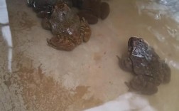 青蛙养殖技术青蛙养的好