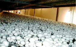 佛山牛粪如何变废为宝产双孢菇？