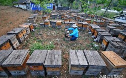 意蜂四季养殖有何技术要点？