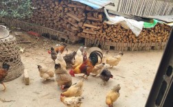 野外散养土鸡技术视频怎么学？