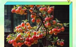 盆栽苹果修剪视频，新手怎么学？