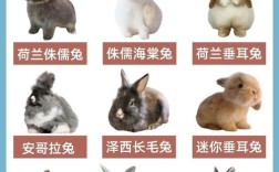 兔子大型养殖什么品种好？
