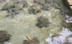 贵州石蛙养殖技术视频，新手能学会吗？