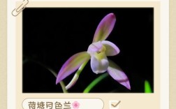 兰花品种繁多，各有何独特特点？