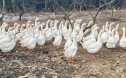 非洲雁养殖技术难点与要求有哪些？