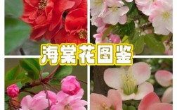 海棠花放品种知多少？