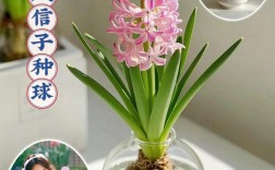 风信子常见品种有哪些？