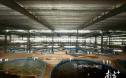 淡水鱼工厂化养殖技术如何突破瓶颈？