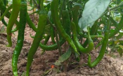 辣椒高产栽培技术视频有哪些要点？