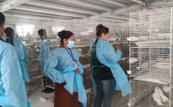 最新肉鸽养殖技术教学，如何高效掌握核心要点？