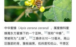 中华蜜蜂石洞诱捕技术怎么操作？