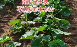 南瓜露地种植技术视频有哪些关键要点？