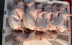 中华竹鼠有多少个品种