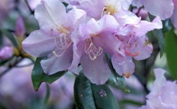 杜鹃花品种图片大全，收录了多少品种？