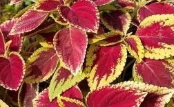 彩叶草品种有多少？常见品种有哪些？