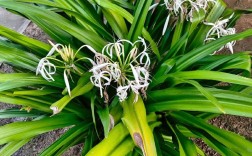 文殊兰哪个品种价格最高？