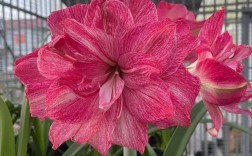 朱顶红最大花品种是哪个？