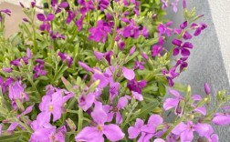 春紫罗兰有哪些常见品种？