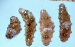 海参过冬病害咋防控？