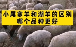 小尾寒羊人工授精技术要点有哪些？