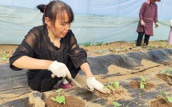 新疆西瓜栽培技术视频有哪些要点？