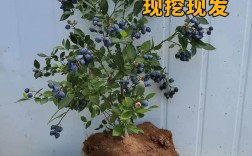 蓝梅树苗什么品种最好？