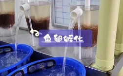 黑鱼人工孵化技术视频