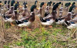 野外养鸭如何科学种植？