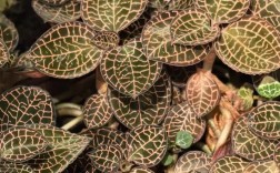 金线莲种植视频，新手必看技巧有哪些？