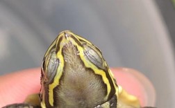 2025年安南乌龟价格会涨还是跌？