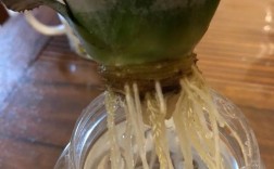 浙江菠萝种植技术要点有哪些？