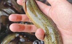 养殖野生泥鳅技术视频，关键步骤有哪些？