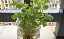 露地香菜怎么种才高产？新技术要点有哪些？