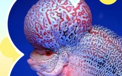 罗汉鱼哪个品种寿命最长？