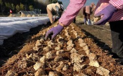 大球盖菇露天种植技术